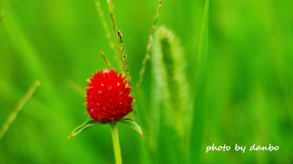 Strawberry Fields Forever ＜2＞