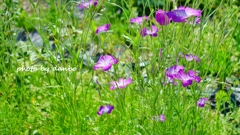 Spring Purple ＜7-2＞