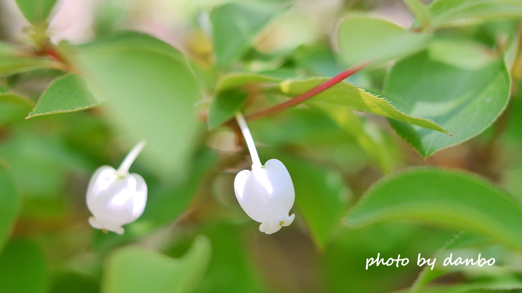 White Bell ＜1＞