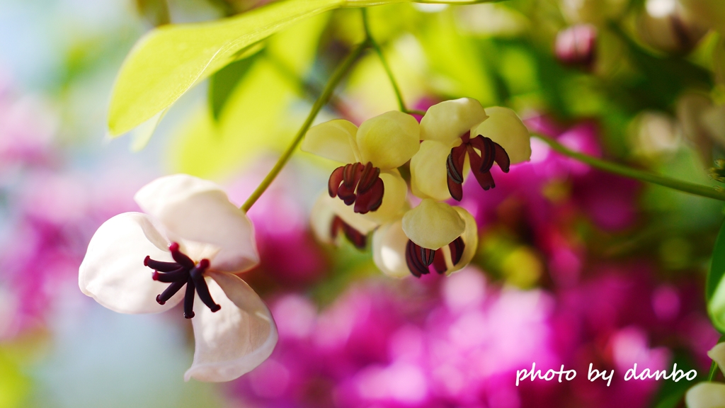 才能の花 ＜2＞