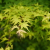 青葉