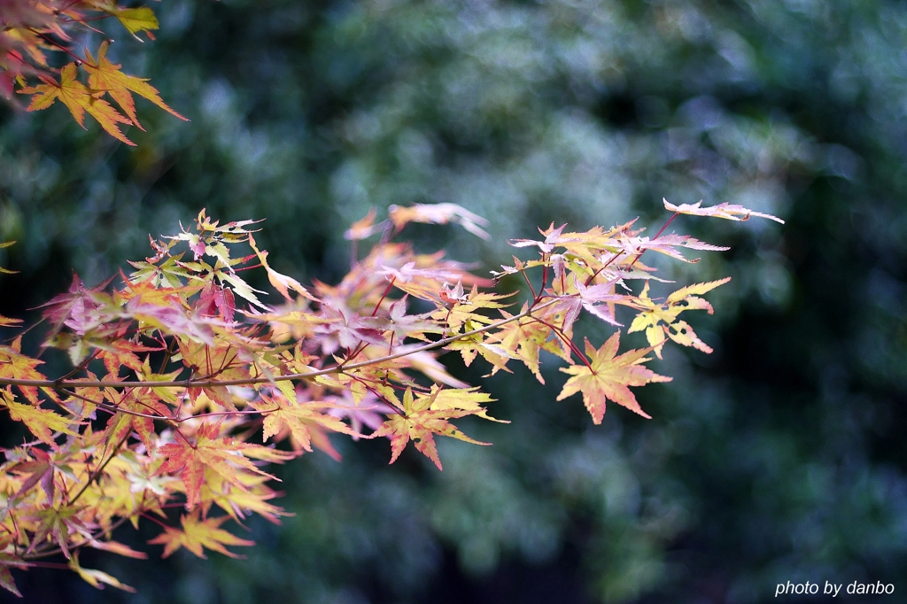 紅葉前線南下中 (二)