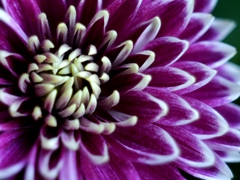 Great Purple