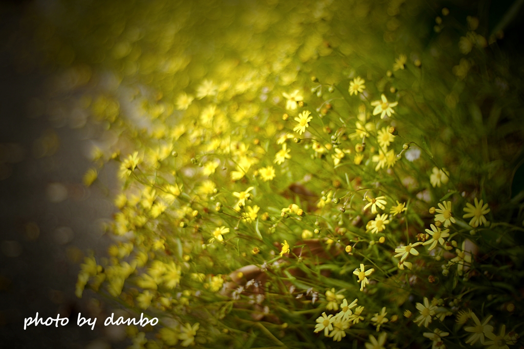 名前知れずの黄色い花 (3)