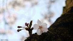 胴吹き桜(一)
