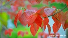 秋の花水木 ＜3＞
