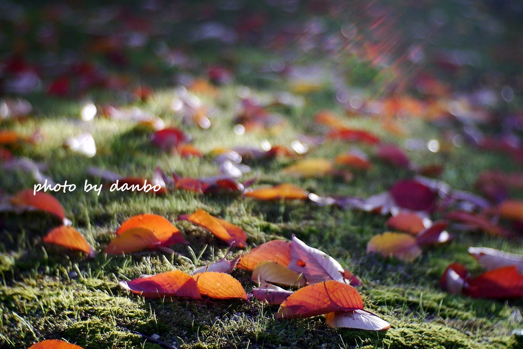 Fallen leaves　＜10＞ 「光・・・降る」