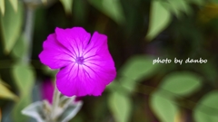 名誉の花 ＜1＞