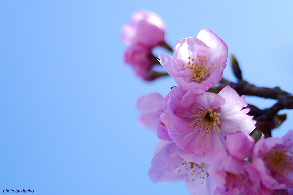 思わず見上げた梢と空（一）