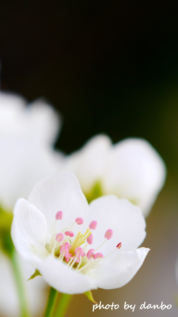 博愛の花 ＜2＞