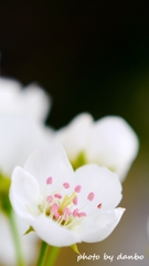 博愛の花 ＜2＞