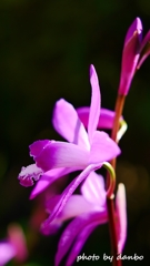 Spring Purple ＜3-3＞