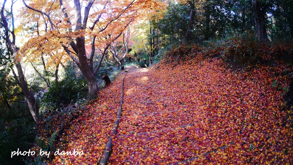 Autumn Falls ＜5＞