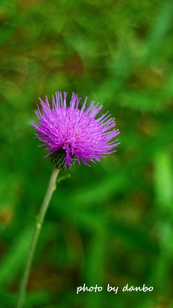 Spring Purple ＜11-3＞