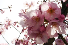 煌き桜