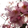 煌き桜
