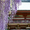 紫長尺藤と南大門