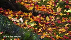 Autumn Falls ＜1＞