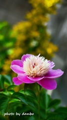 立てば芍薬