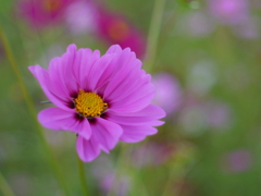 秋桜