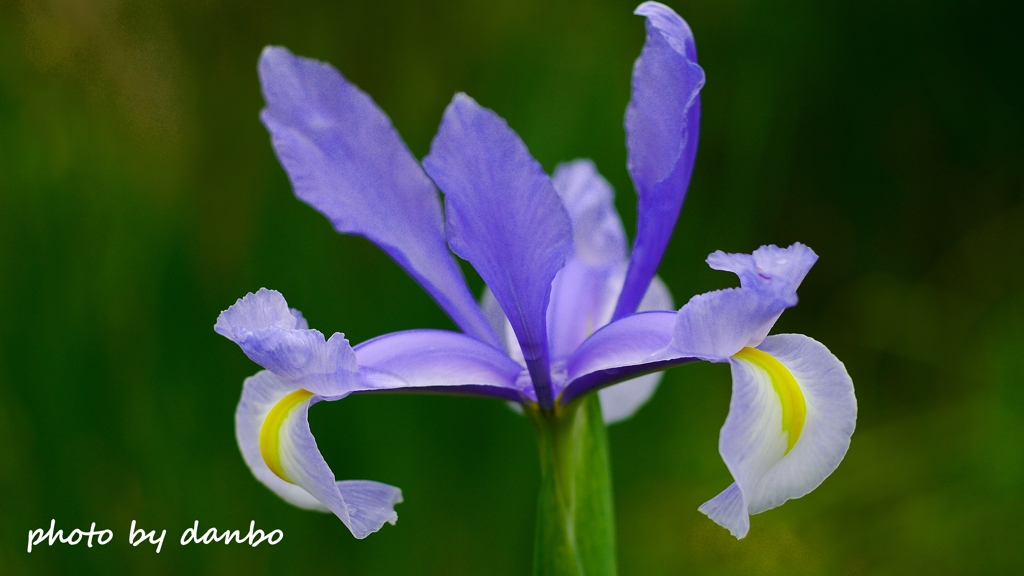 Spring Purple ＜4-2＞