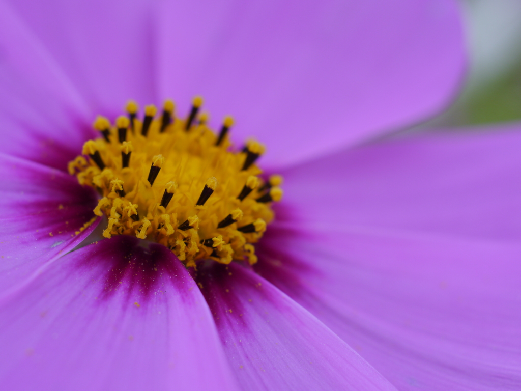 秋桜