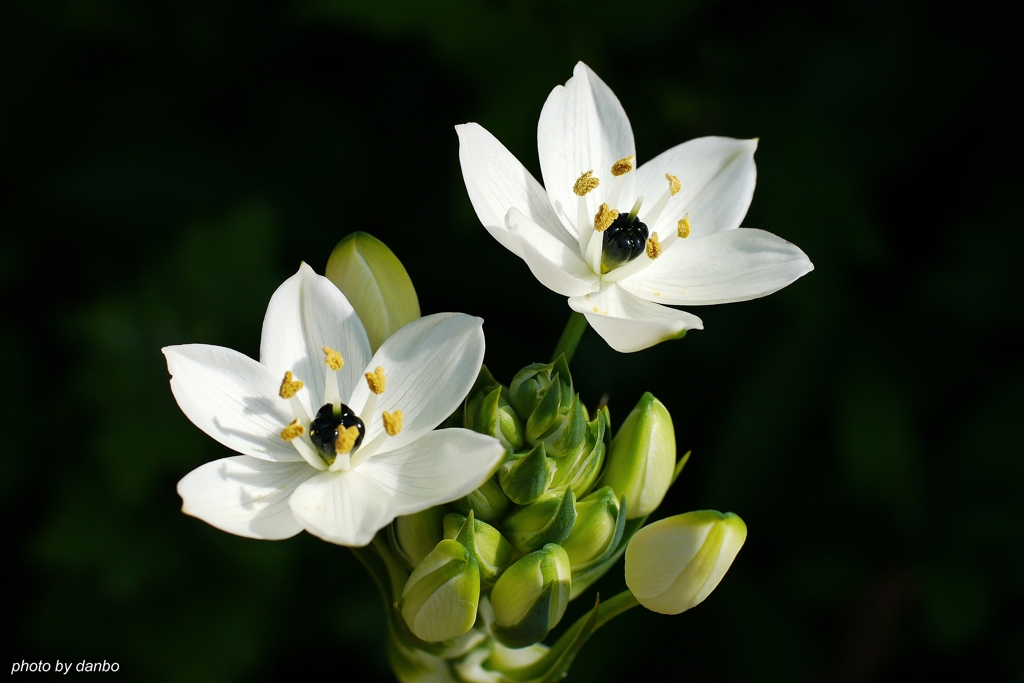 白い花