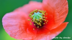 繁栄の花 ＜3＞