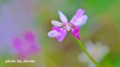 春の田んぼで咲いている花 ＜9＞