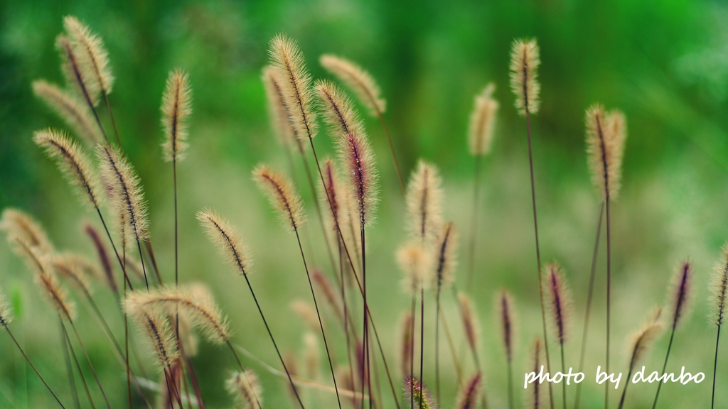 Foxtail Grass ＜4＞