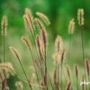 Foxtail Grass ＜4＞