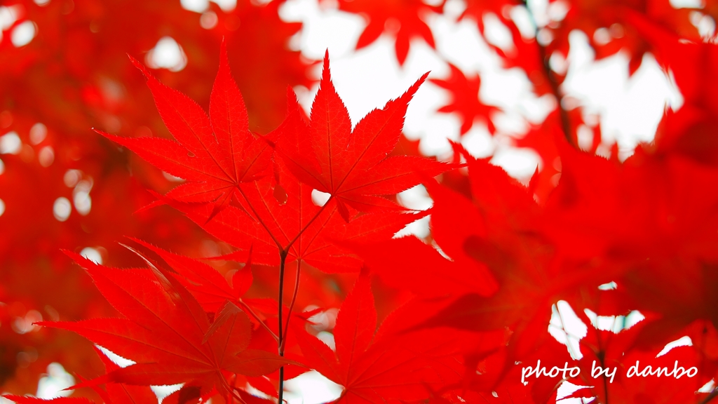 春紅葉 ＜1＞