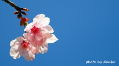 『陽光桜』 ＜3＞