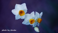 春かおる ＜4＞