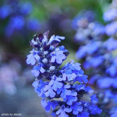 Blue Teddy Bears