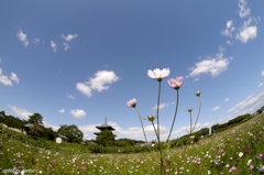 法起寺と秋桜 (二)