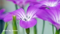 Spring Purple ＜7-3＞
