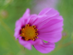 秋桜