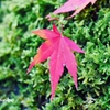 Autumn Falls ＜12＞