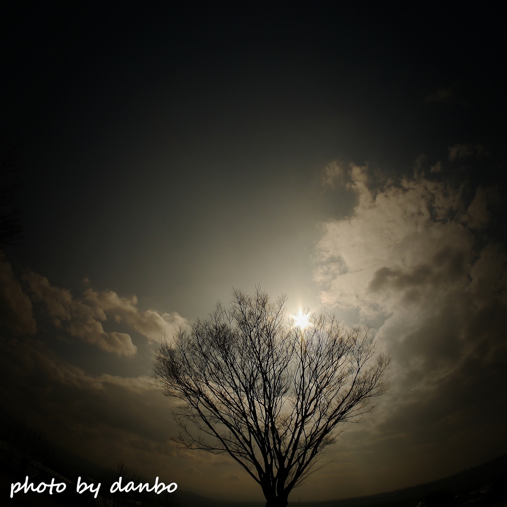 枯れ木と空 ＜1＞