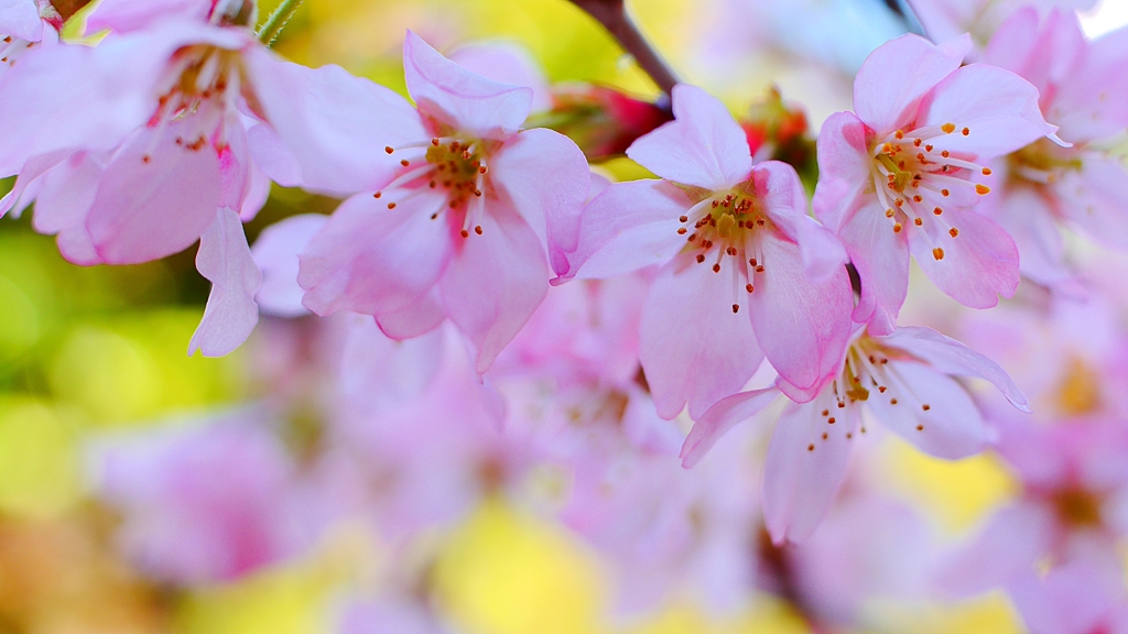 花を召しませ 召しませ花を！＜1＞