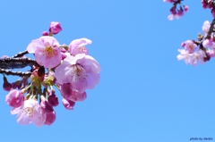 思わず見上げた梢と空（二）