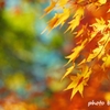 秋楓彩景 ＜19＞