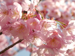 ピンクの桜５