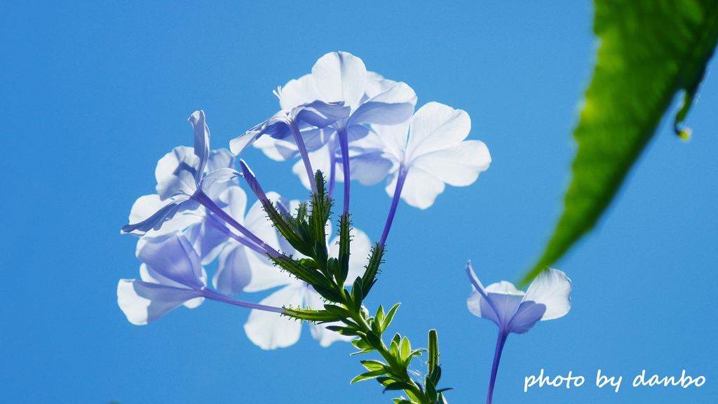 sky blue で暑中見舞い＜3＞