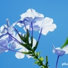 sky blue で暑中見舞い＜3＞