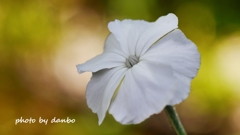 名誉の花 ＜5＞