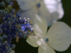 紫陽花