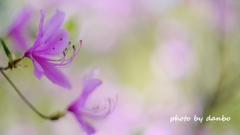 Spring Purple ＜1-1＞