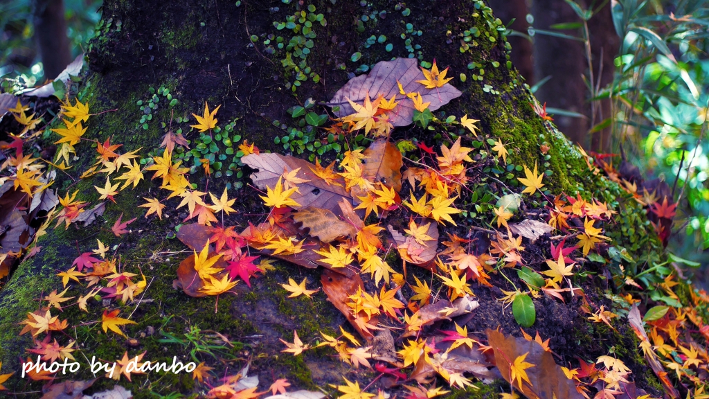 Autumn Falls ＜4＞